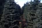 Trees (150kb)