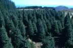 Trees (155kb)