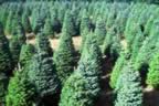 Trees (93kb)