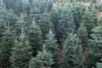 Butch Trees (163kb)