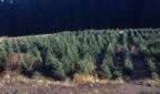 Garys Trees (284kb)