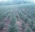 Marks Young trees (138kb)