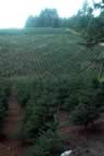 Marks Trees (419kb)