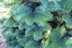 Trees up Close (627kb)